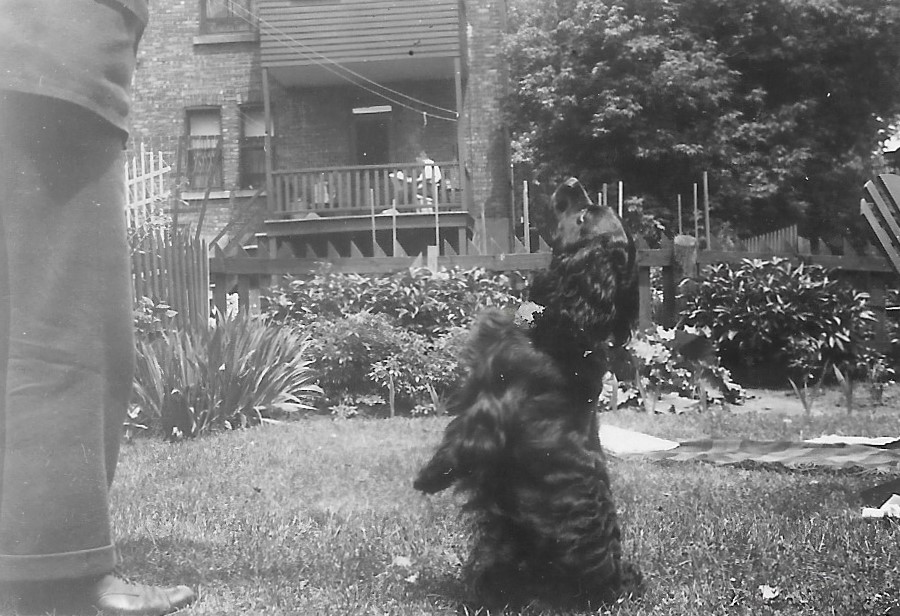 Tarbush Ward family dog